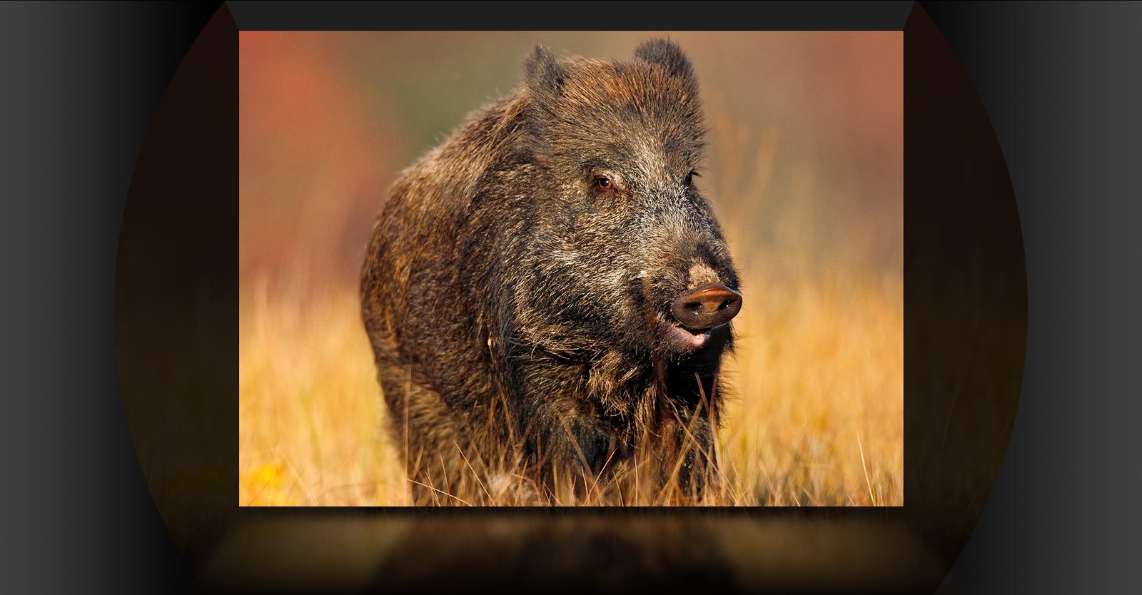 PARD NV007V2 Clip-On Night Vision Scope 940nm with 14.5mm Lens | eBay - Image 7